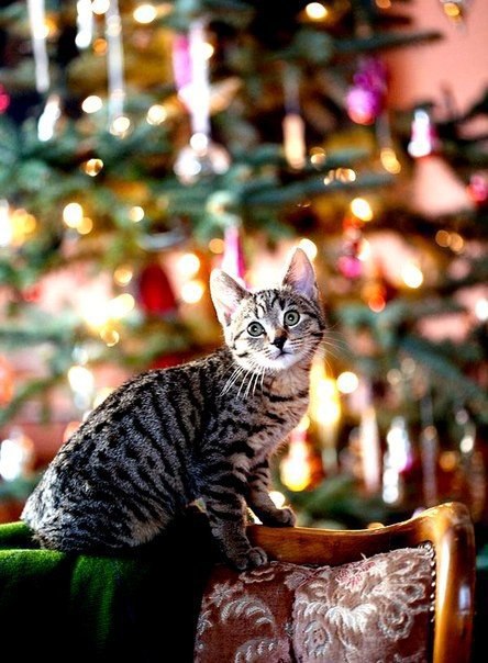 Коты из сети