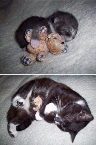 Коты и Кошки