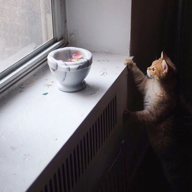 Коты и Кошки