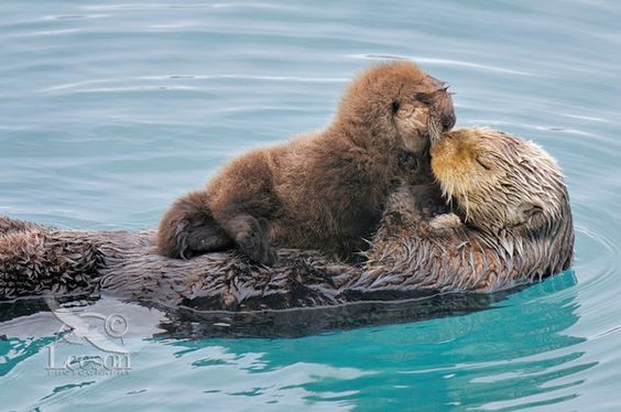 Финалисты самого смешного фотоконкурса в природе — Comedy Wildlife Awards 2017