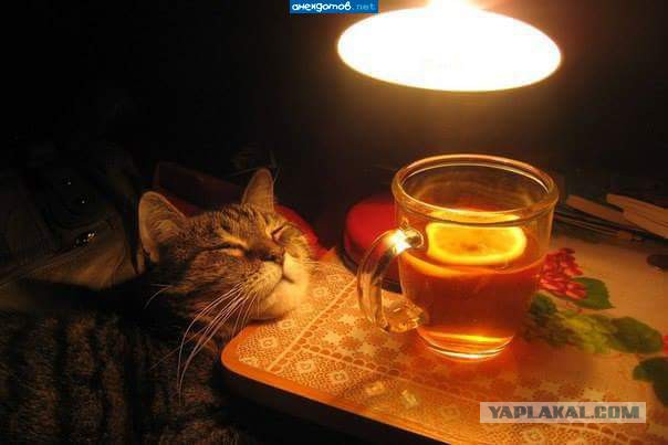 Котовторник 12.12.2017