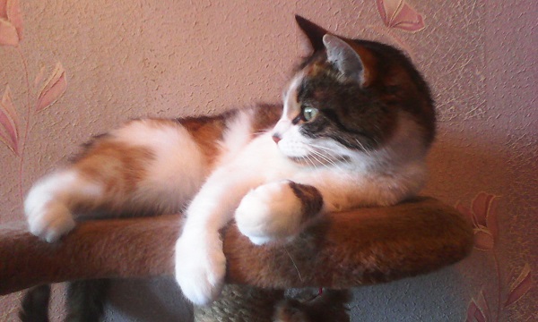 Котовторник!