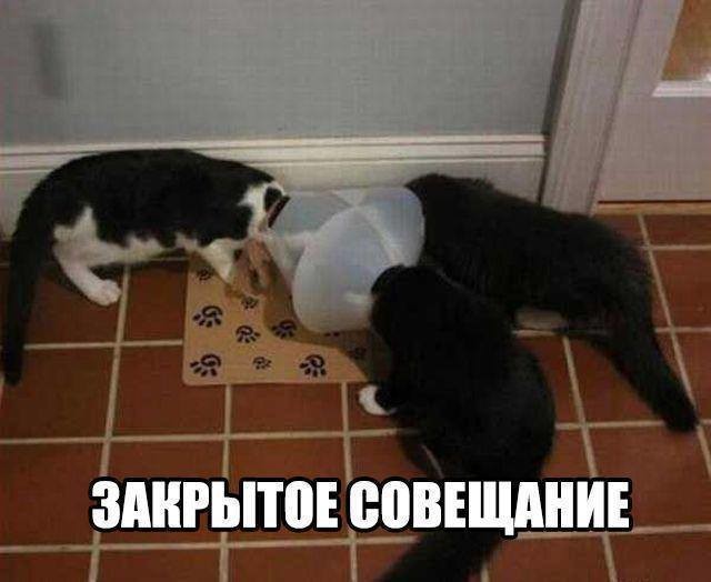 Прикольных котов пост