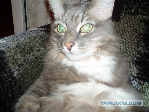 Уррааа! Котовторник на ЯПлакалъ!