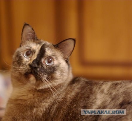 Котовторник на 03.02.2009