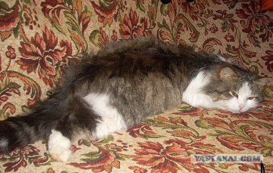 Котовторник 11.09.18.