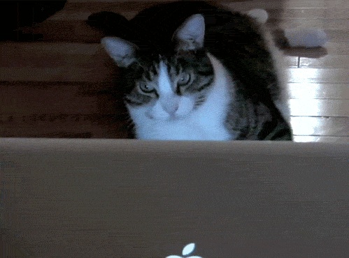 Котовторник