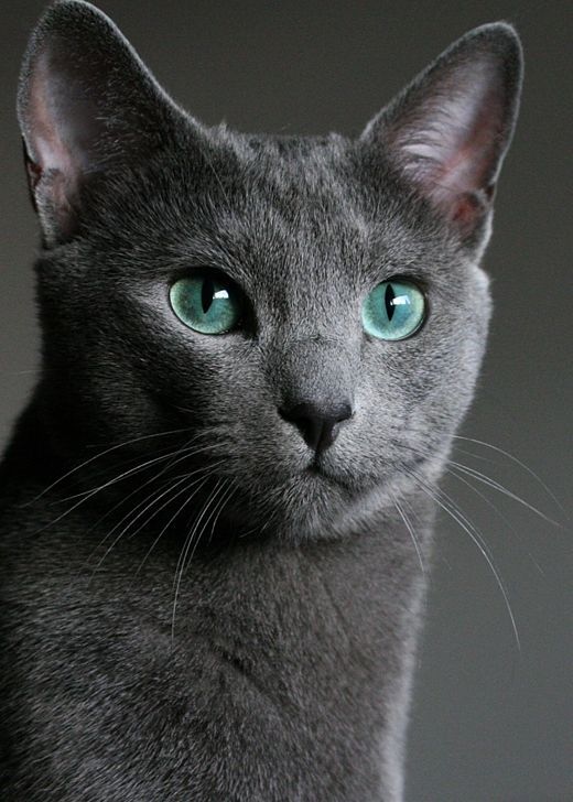 Прикольных котов пост