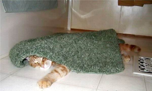 Котовторник на середину июня