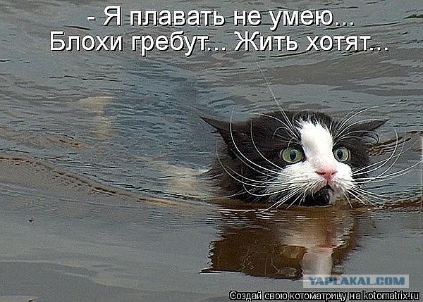 Прикольных котов пост