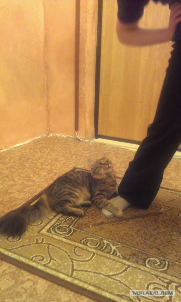 Котовторник  19.06.2012