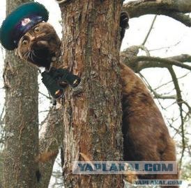 Фотожаба: Знатный Зверюга