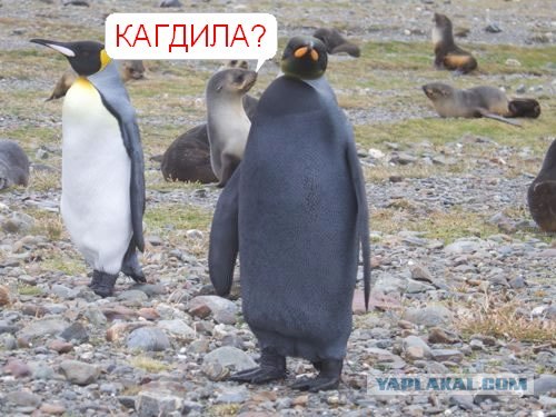 Пингвин - негр