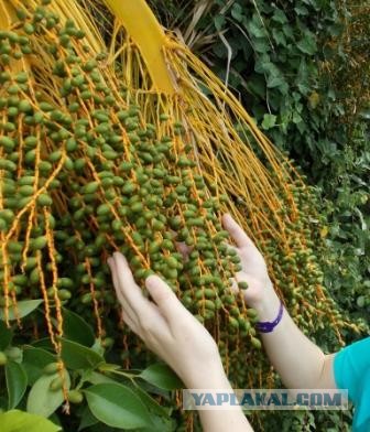 Необычные растения: как с другой планеты