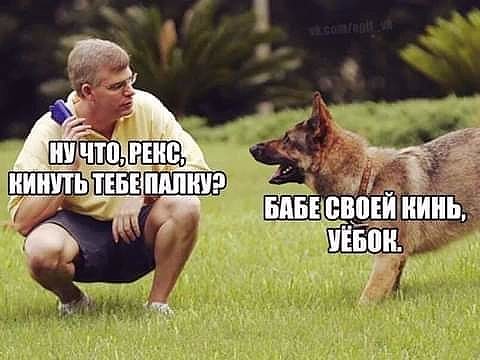 Собаки бывают