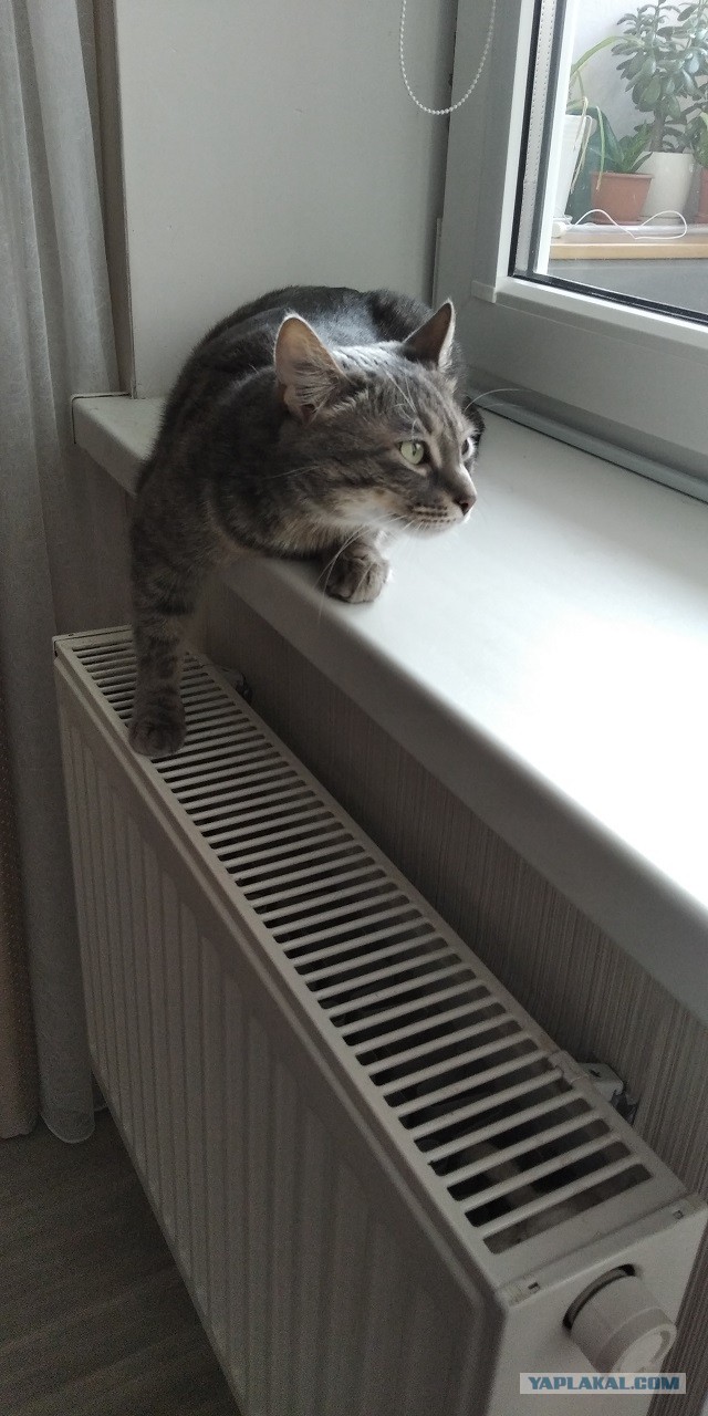 Последний котовторник 2020 года