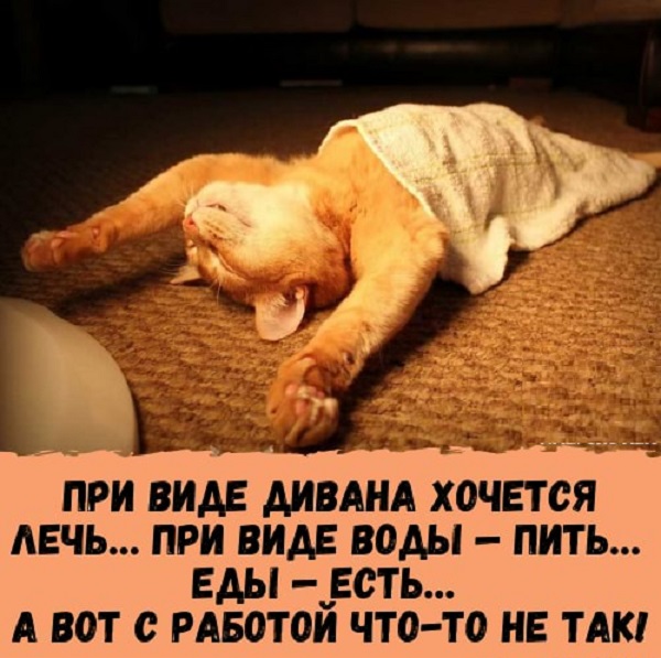 Картинки с надписями и котами