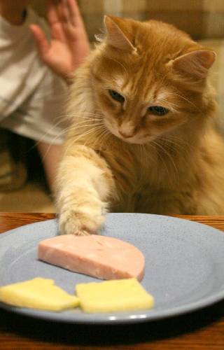 Мопс украл колбасу со стола