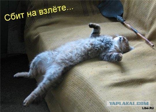 Драка сКотов