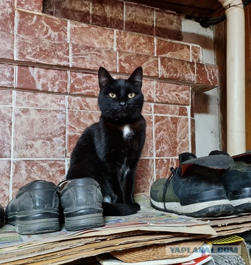 Котовторник так котовторник