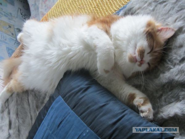 Котовторник  19.03.2013