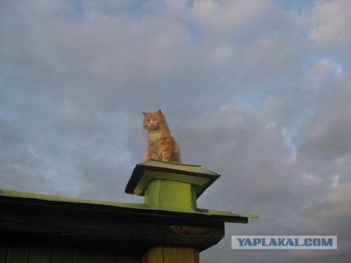 Котовторник 9.07.2013