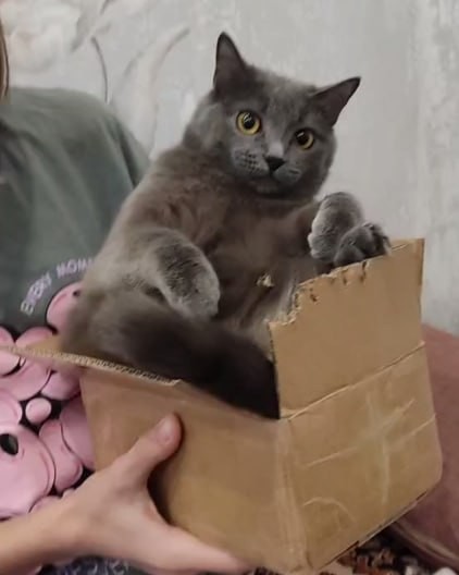 Котокоробковое