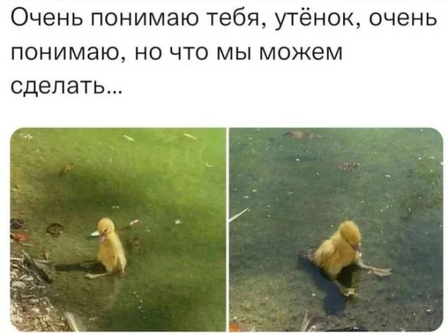 Мемасы разной степени деградации