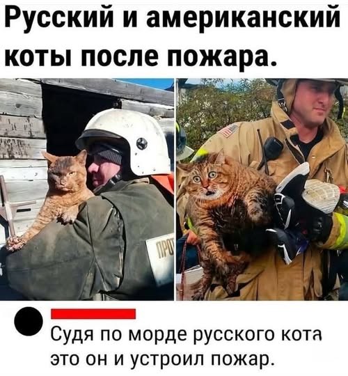 Пожарный спас трёхцветную кошку в Анкоридже