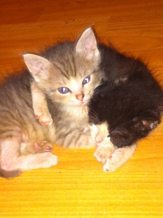 Котофей пришел в котовторник