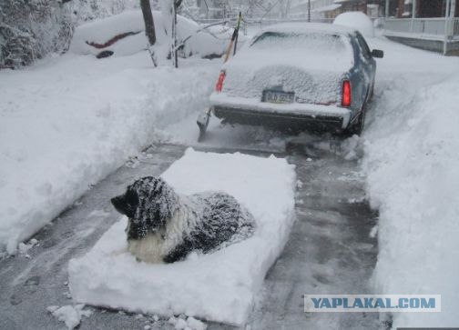 Самый добрый дворник в мире
