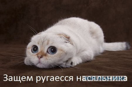Котовторник  08.07.2014