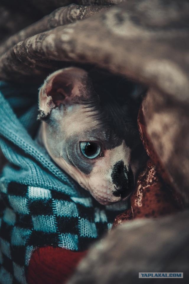 Мой кот Шива !