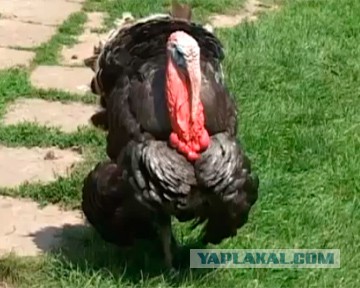 Страхи нашего детства