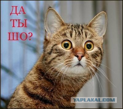 Купил, называется, креветочек...