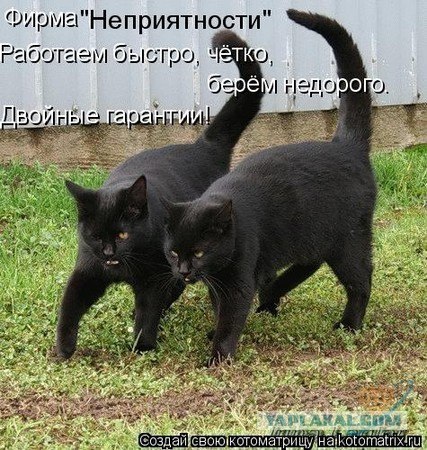 Котики vs Рожи