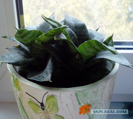 Простите меня, мама и папа...