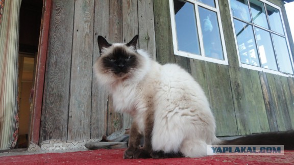 Котовторник 21.10.2014
