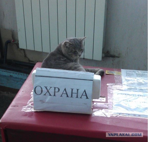 Котовторник 11.11.2014