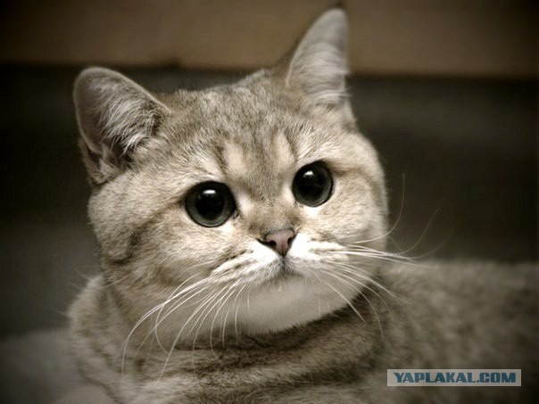 20 самых известных котов в интернете.