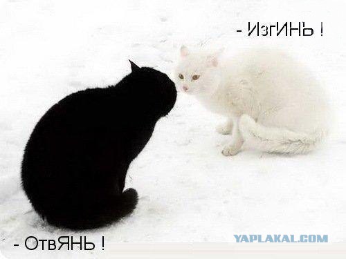 Картинки