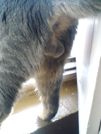 Котовторник 28.04.2015