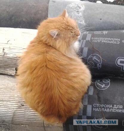 Котовторник