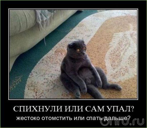 Прикольные животные