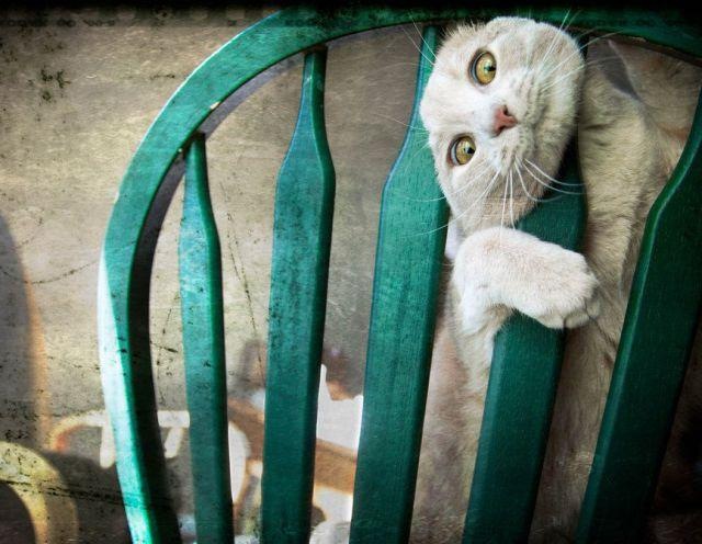 Коты и Кошки