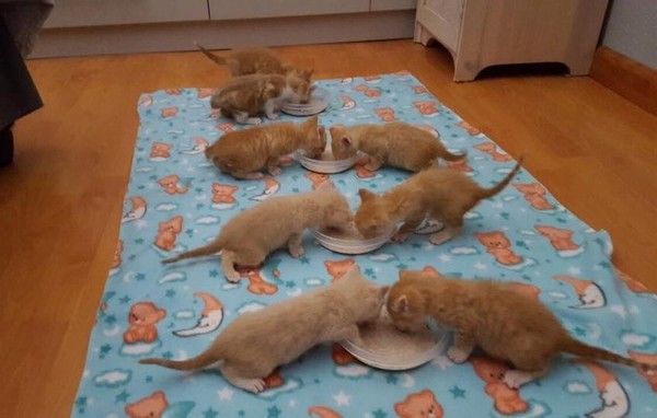 Их оставили на улице...но они не сдались.