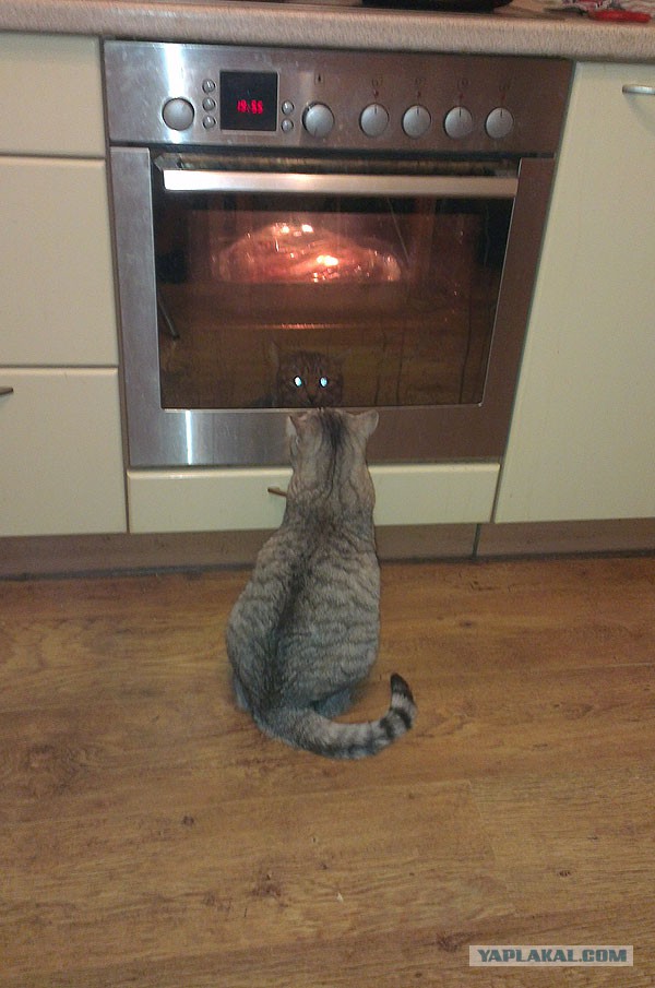 Россию сочли самой кошачьей страной мира