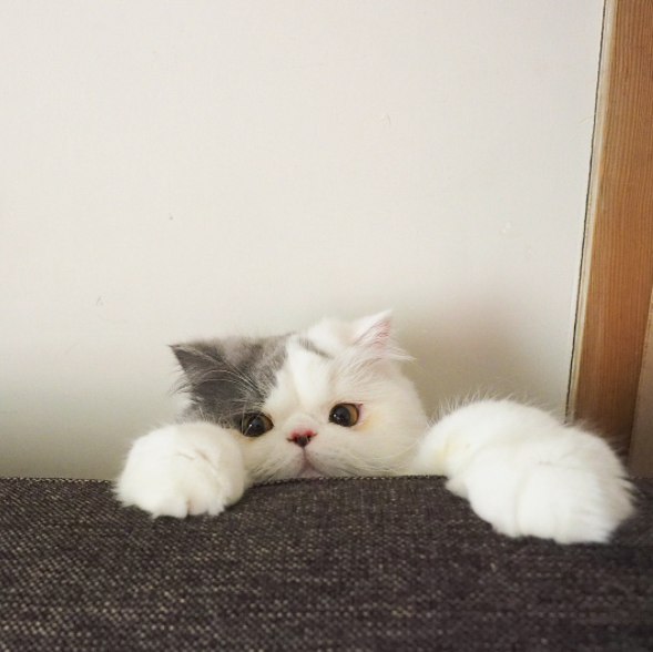 Коты и Кошки