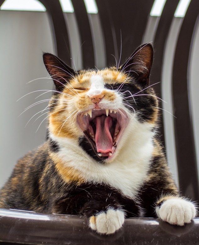 Просто Природа