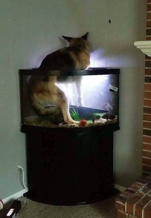 Живность из сети